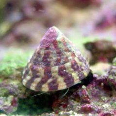Trochus histrio