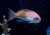Pseudanthias kashiwae