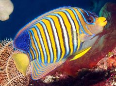 Pygoplites diacanthus