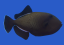Melichthys indicus 10-12 cm