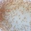 live brine shrimp 4
