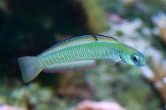 Ptereleotris zebra