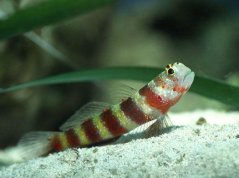 Amblyeleotris wheeleri