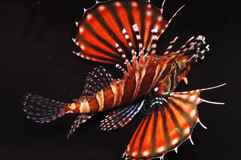 dendro. zebra 3