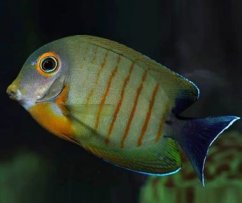 Acanthurus Tristis