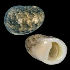 Nerita sp. polita