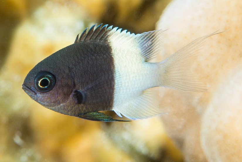 chromis dimidiata