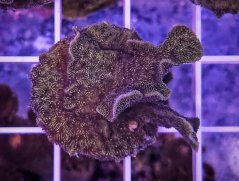 Pavona sp. BEIGE