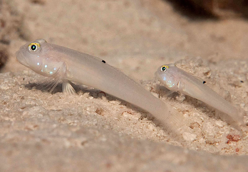 valenciennea sexguttata2
