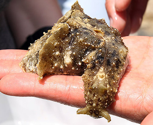 dolabella auricularis 4