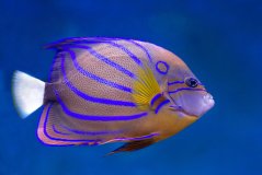 Pomacanthus annularis