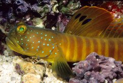 Cryptocentrus pavoninoides