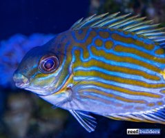 siganus lineatus2