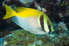 Siganus virgatus