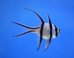 Pterapogon kauderni