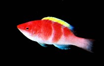 cirrhilabrus flavidorsalis1