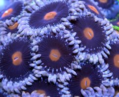 mary jane polyp