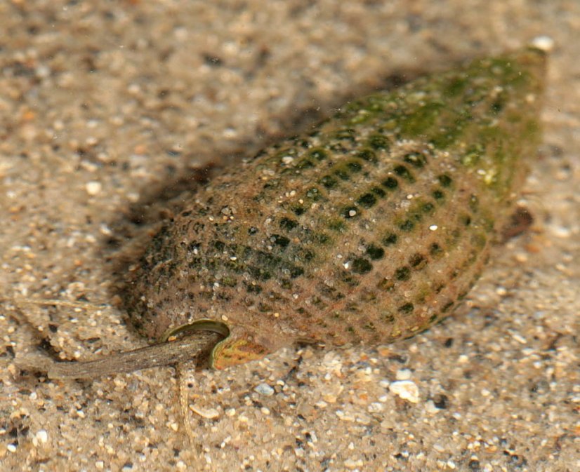 Nassarius reticulatus