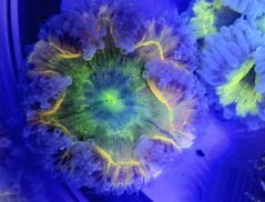 Epicystis crucifer ULTRA (Rock flower anemone)