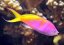 Nemanthias carberryi