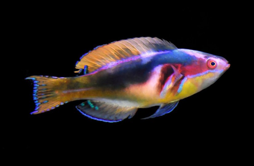 Cirrhilabrus exquisitus1