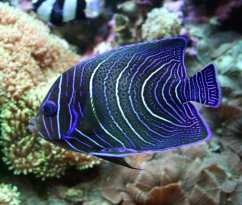 pomacanthus semicirculatus juv2