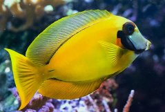 Acanthurus pyroferus