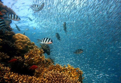 🐠 Reefie – Vernostný program, ktorý sa oplatí