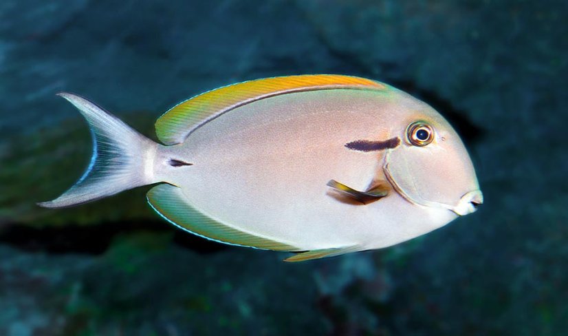 acanthurus nigricauda1