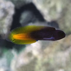 e. flavipes