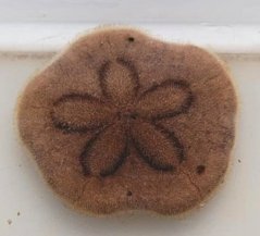 clypeaster australasiae4