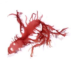 Halymenia durvillei (Dračí dech)