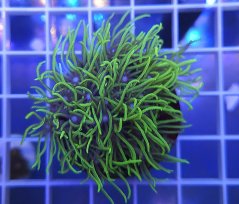 Pachyclavularia sp. SUNBEAM