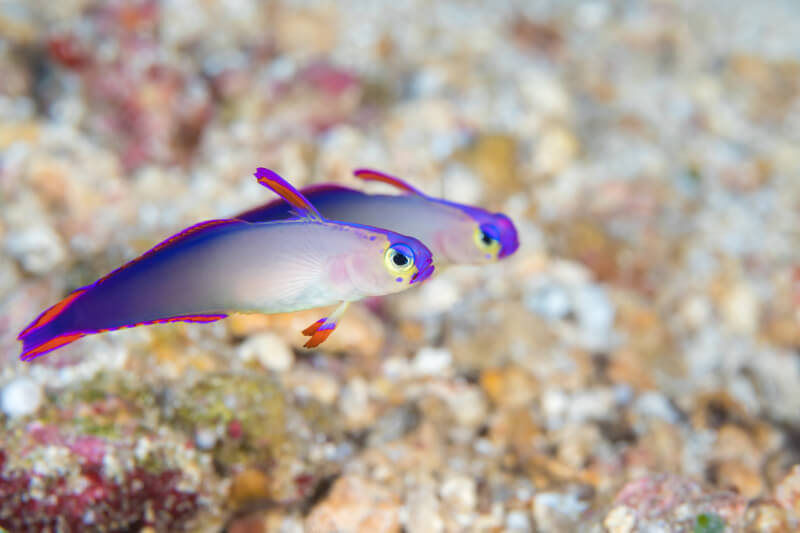 Two Nemateleotris decora