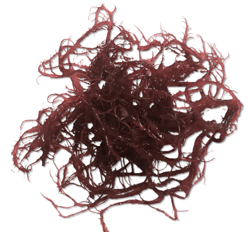Halymenia durvillei (Dragons breath)