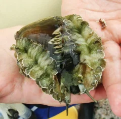 Haliotis asinina 5-7 cm