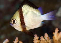 Dascyllus reticulatus