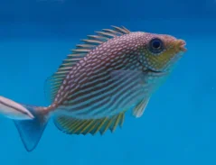 Siganus javus