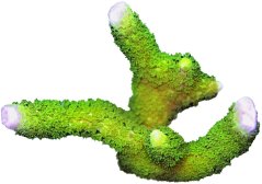Montipora digitata PALE GREEN