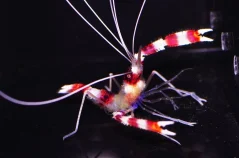Stenopus hispidus
