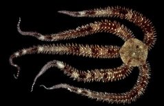 Ophiocoma echinata