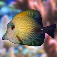zebrasoma scopas I