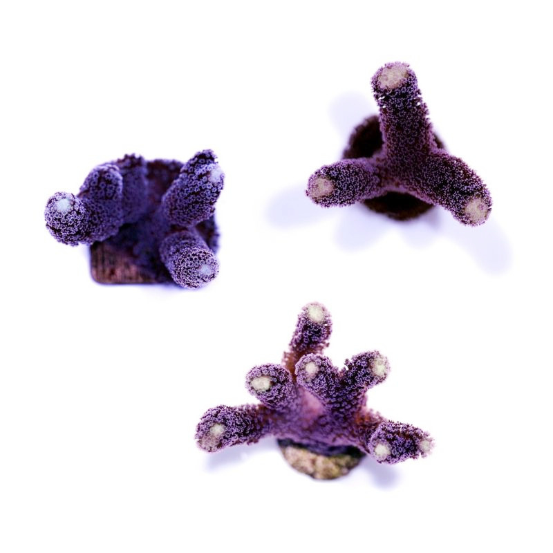 stylophora pistillata milka2