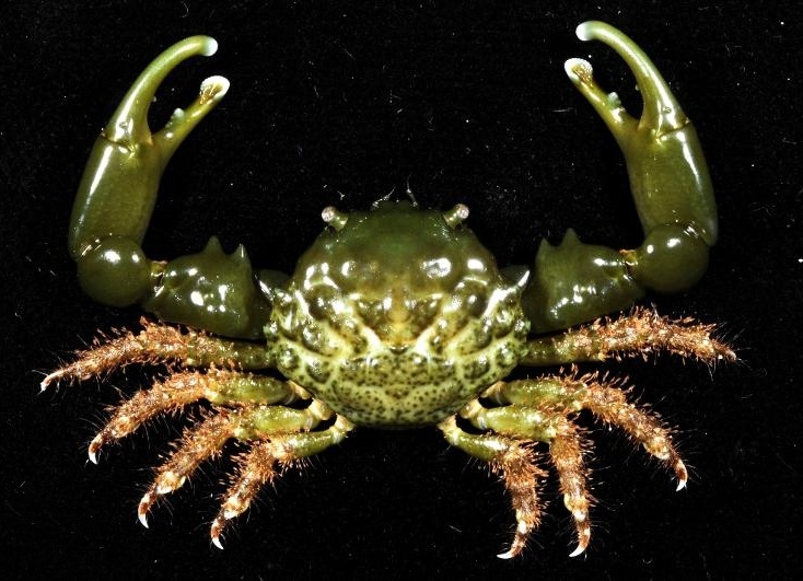 Mithraculus sculptus