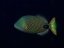 Balistapus undulatus 2