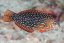 Macropharyngodon ornatus2