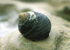 Tegula funebralis
