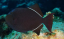 Melichthys indicus 10-12 cm