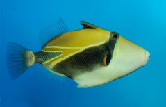 Rhinecanthus rectangulus