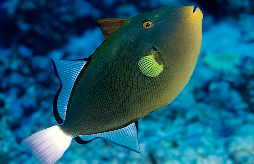 Melichthys vidua5